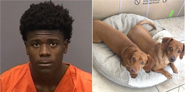 Jayden Harris, 17, was arrested for allegedly shooting two dogs, killing one, during an attempted robbery