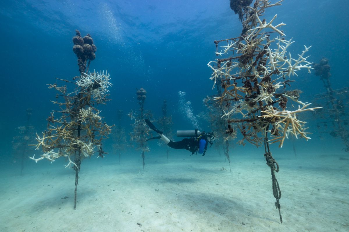 A scuba diver swims through an underwater cluster of staghorn coral, which resemble floating trees with branches similar to antlers. 