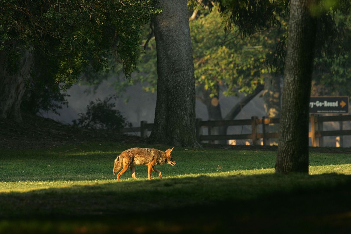 A coyote walks, head low to the ground, carefully across an expanse of grass among trees, toward a wooden fence.