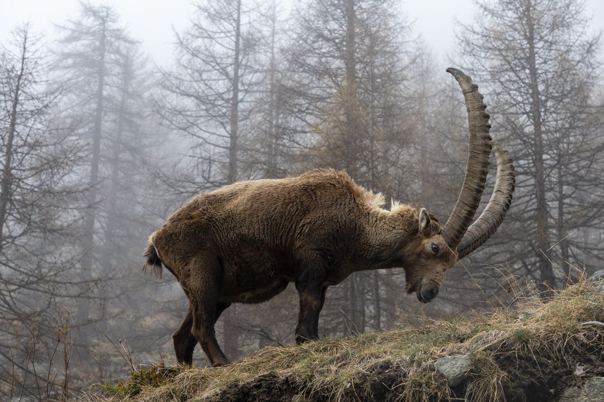 An ibex with large horns lowers its head to a grassy area amid rocks and pine trees, on a foggy day.