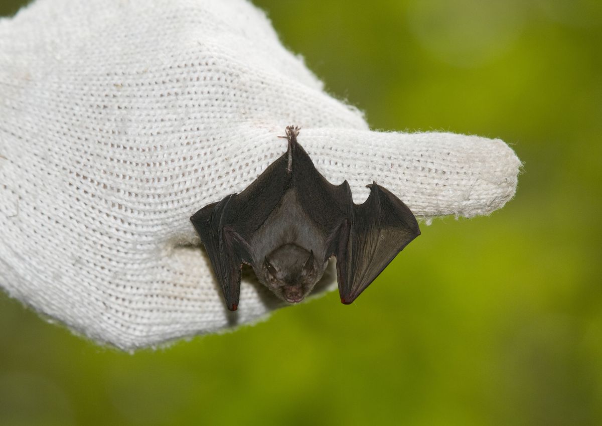 A bat hanging upside down on a gloved finger.