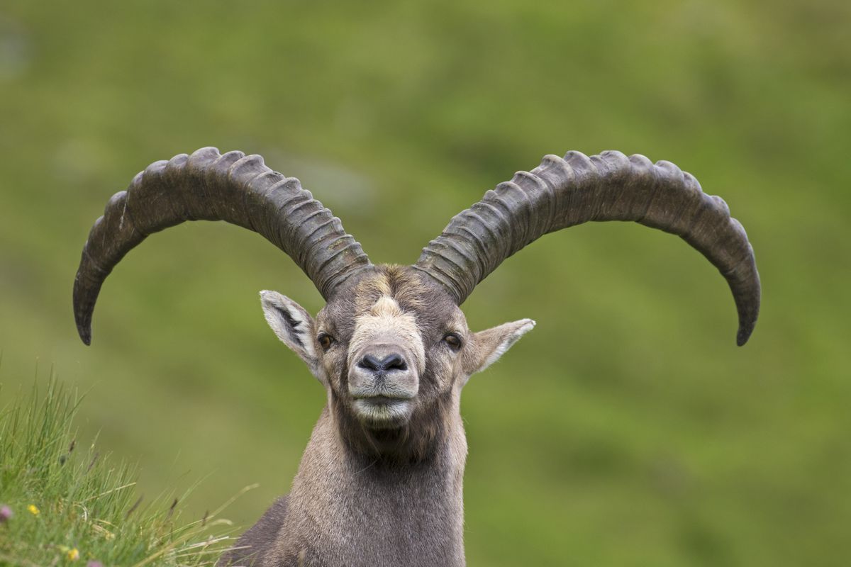 A brown-furred male ibex with long horns, looking into the camera.