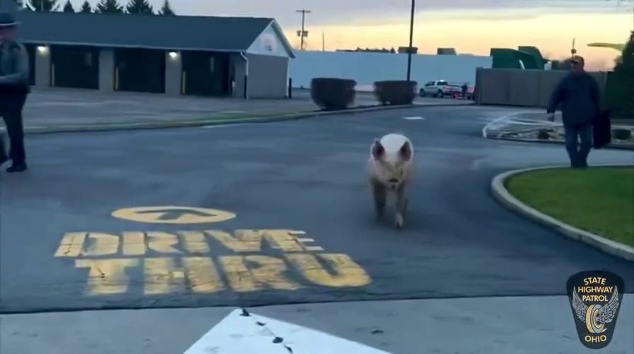 Ohio state troopers corral wayward pig at McDonald's drive-thru: video