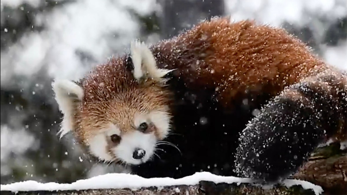 baby red panda in snow