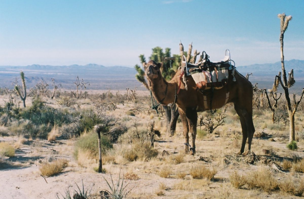 A camel carrying saddlebags standing in the Mojave desert.