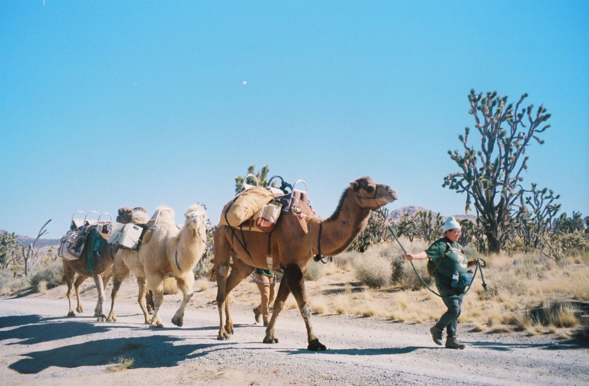 A person leads a string of three camels carrying saddlebags along a dirt road in the Mojave desert.