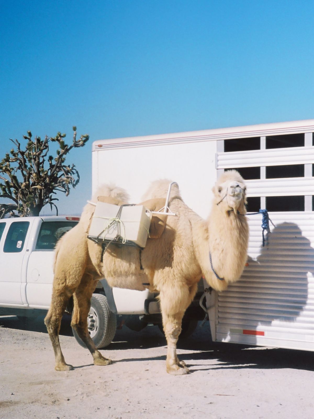 A two-humped camel stands beside its truck and trailer.