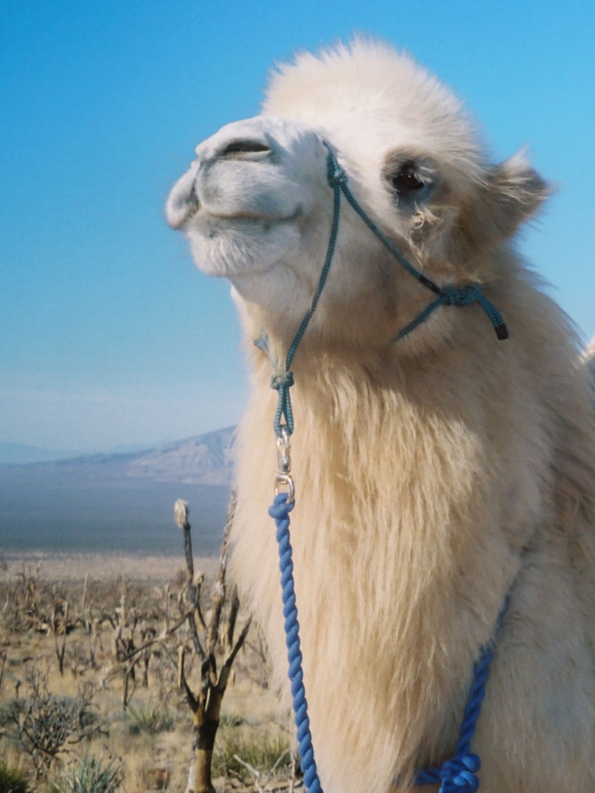 The head and neck of a camel wearing a halter and lead rope, with the Mojave desert in the background.