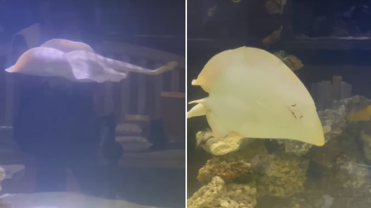 Split image of stingray swimming in tank