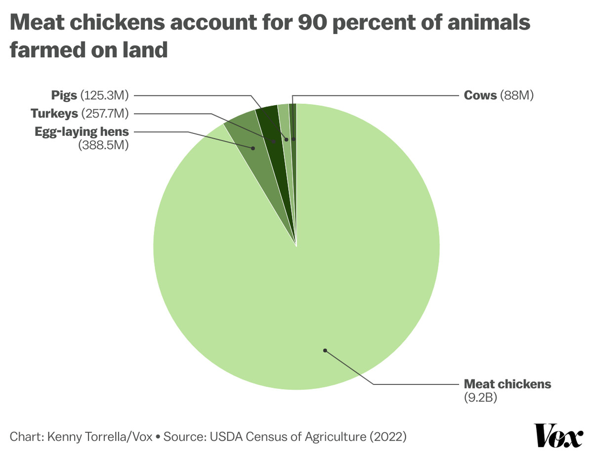 Pie chart showing meat chickens make up about 90 percent of animals raised for food, while other animals — cows, pigs, turkeys, and egg-laying hens — make up much smaller slivers. 