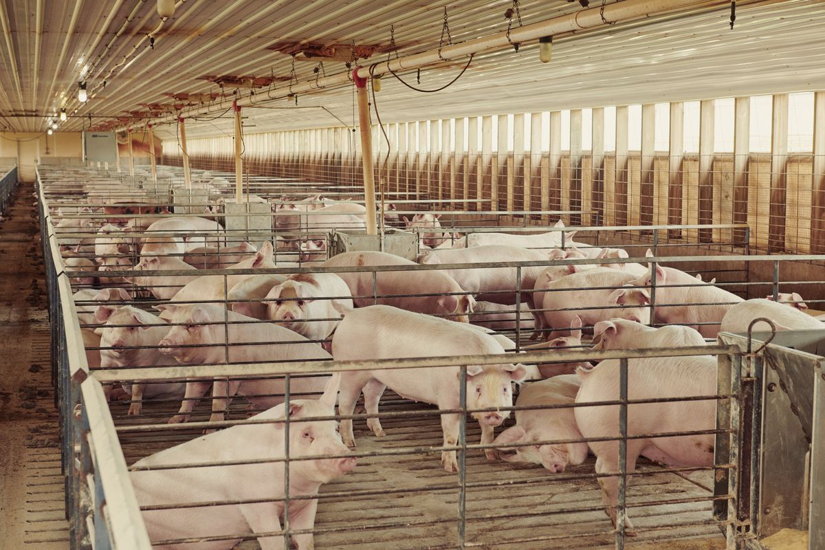 Pigs inside holding pens in a large barn. 