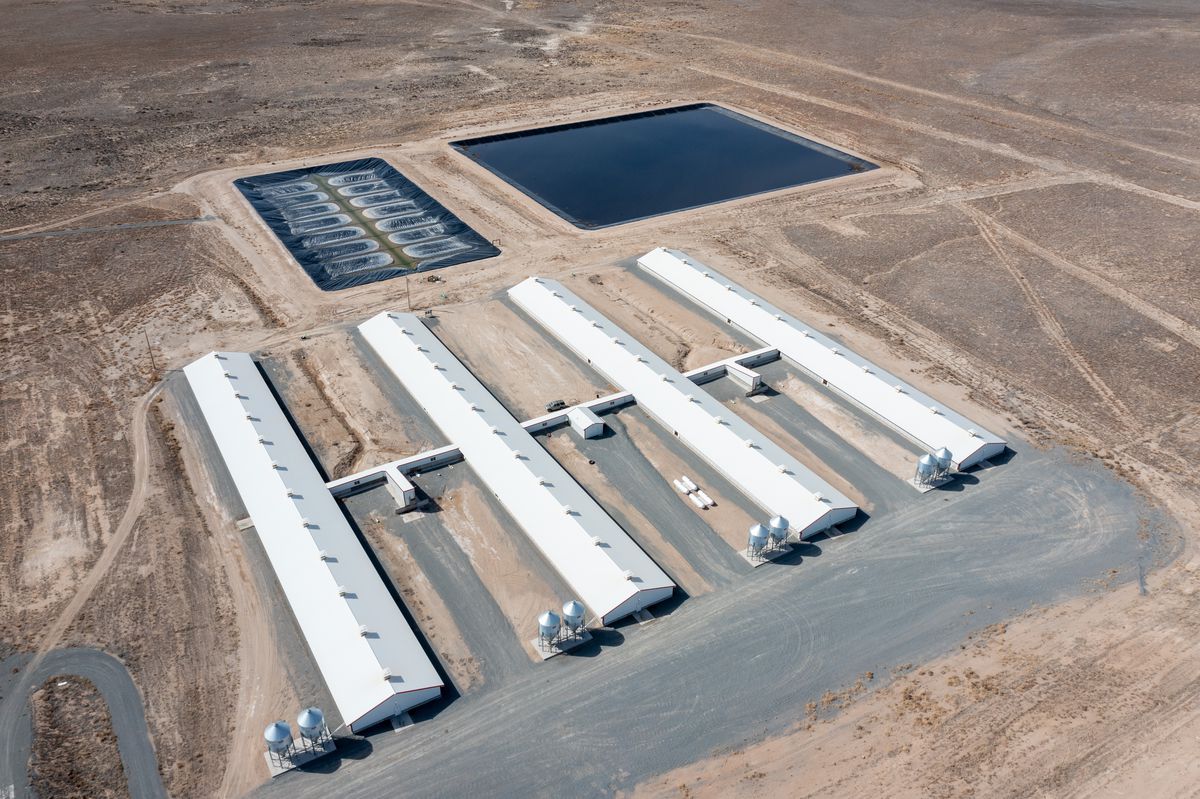 Aerial view of four large pig sheds with large manure lagoons behind them and nothing else all around.