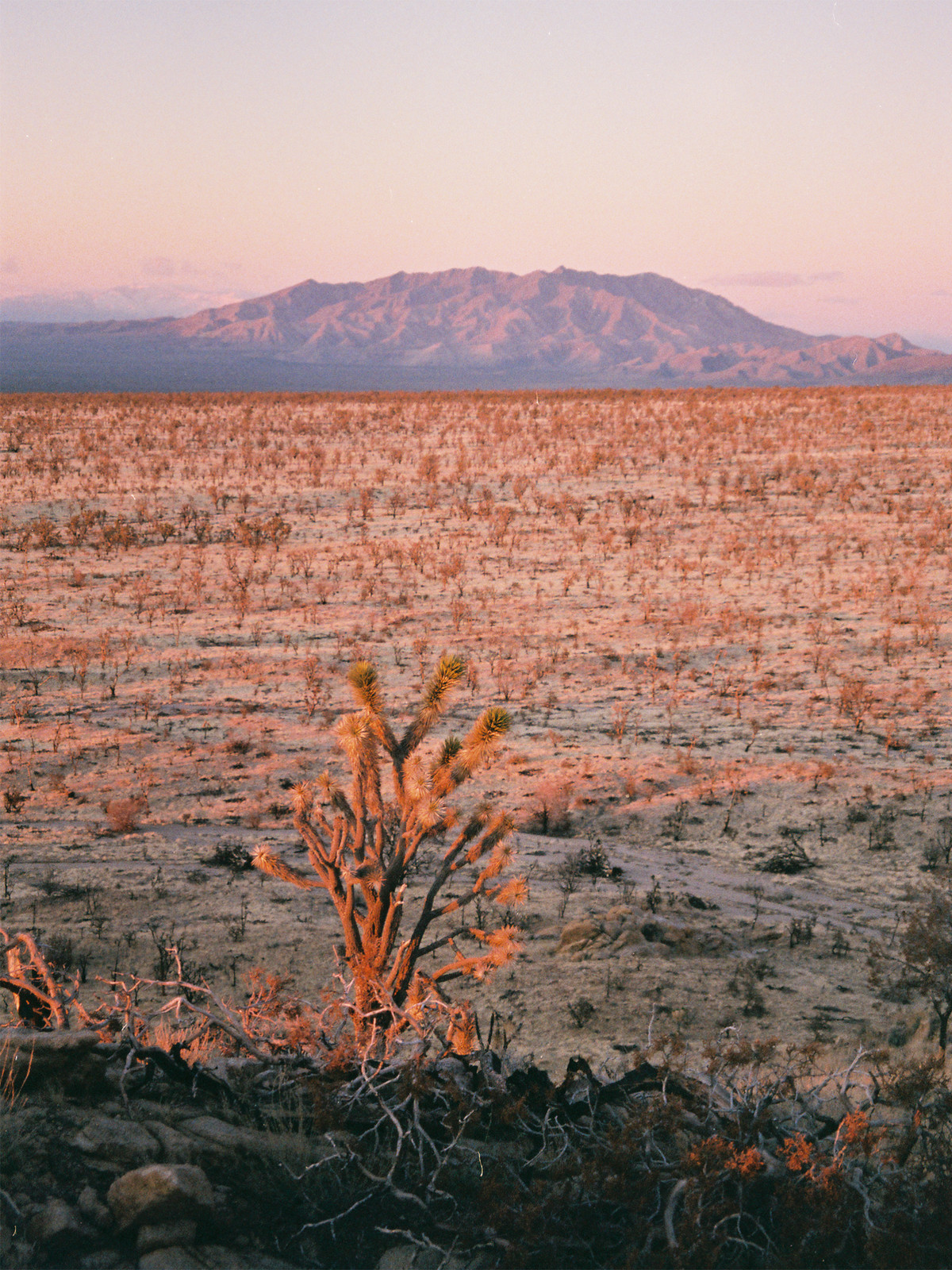 A sunset view of a distant hill with a desert landscape and a single Joshua Tree in the foreground.