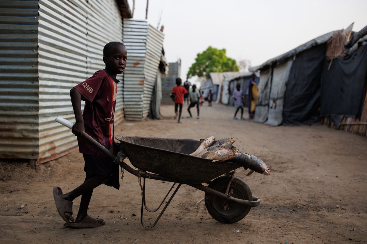 A child in a refugee camp pushes a wheelbarrow containing several large dead fish.