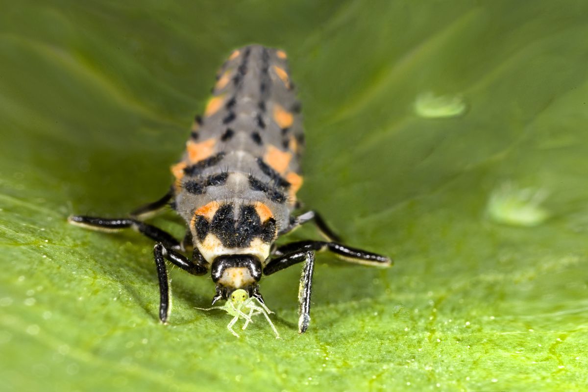 A grey larva with black and orange spots holds a tiny light green insect between its pincers.