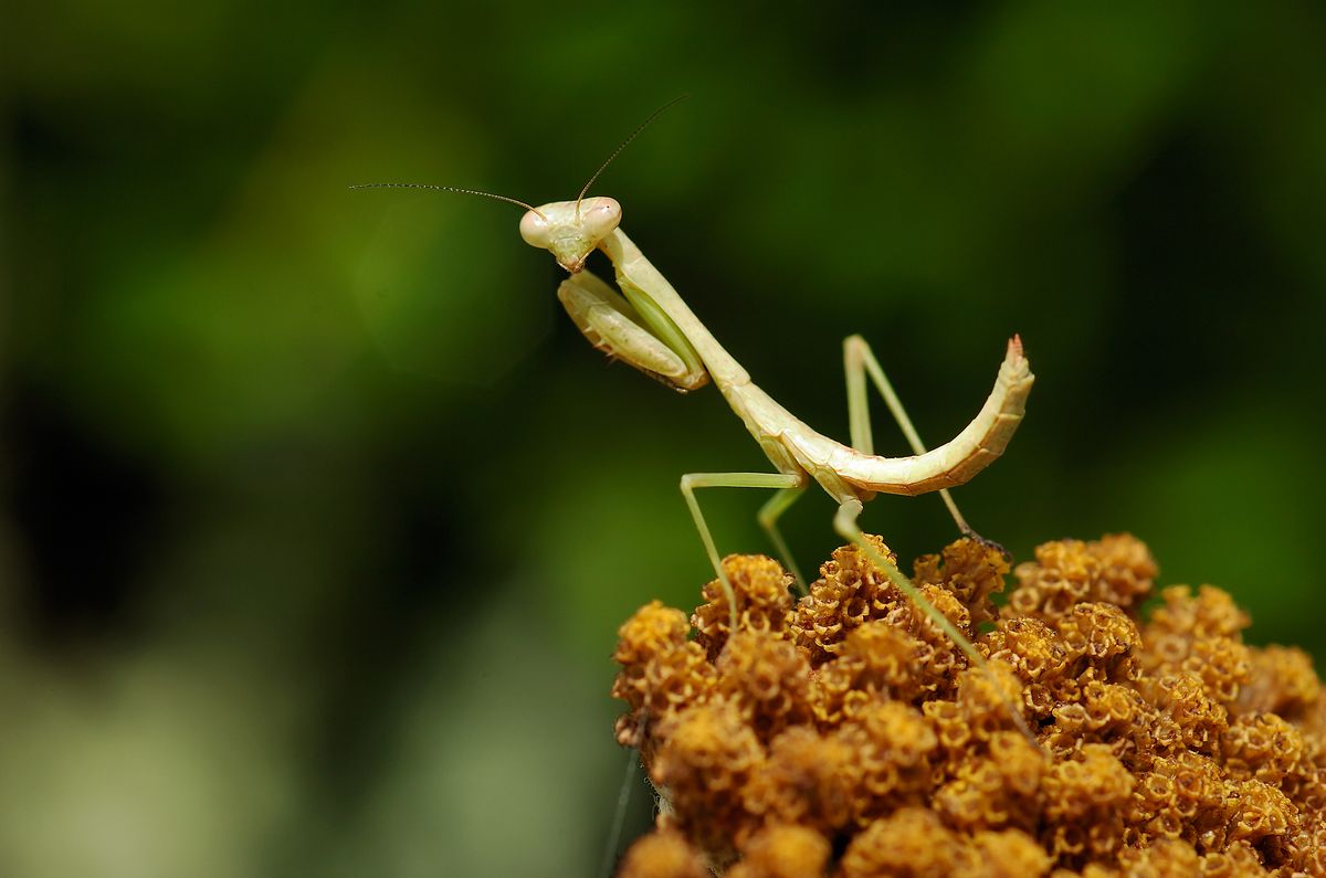 A pale green praying mantis perched on an orange flower. 