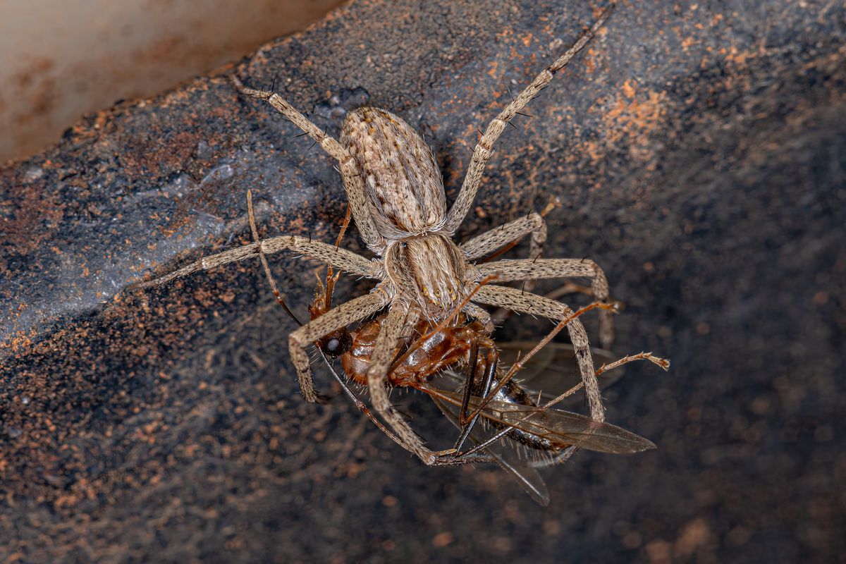 A light brown spider grapples with a reddish-brown, winged ant.