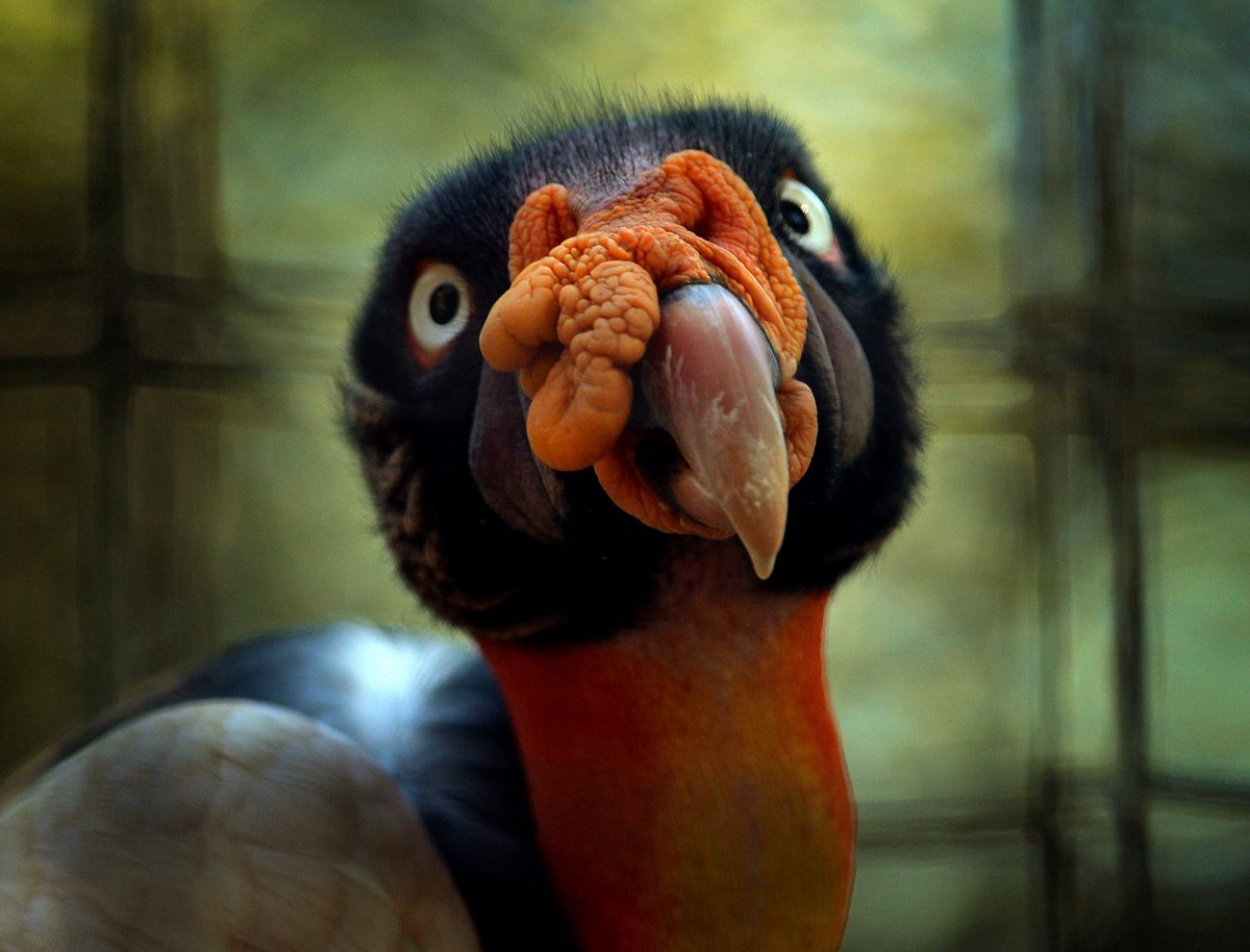 A close-up photograph of the face of a fuzzy black bird of prey with a blobby orange growth over it’s beak.