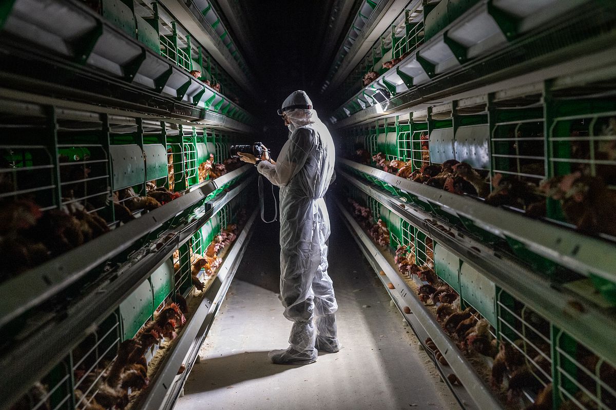 A person in a hazmat suit stands in a dimly lit aisle flanked on either side by fully packed chicken cages, pointing a camera at the cage before them.