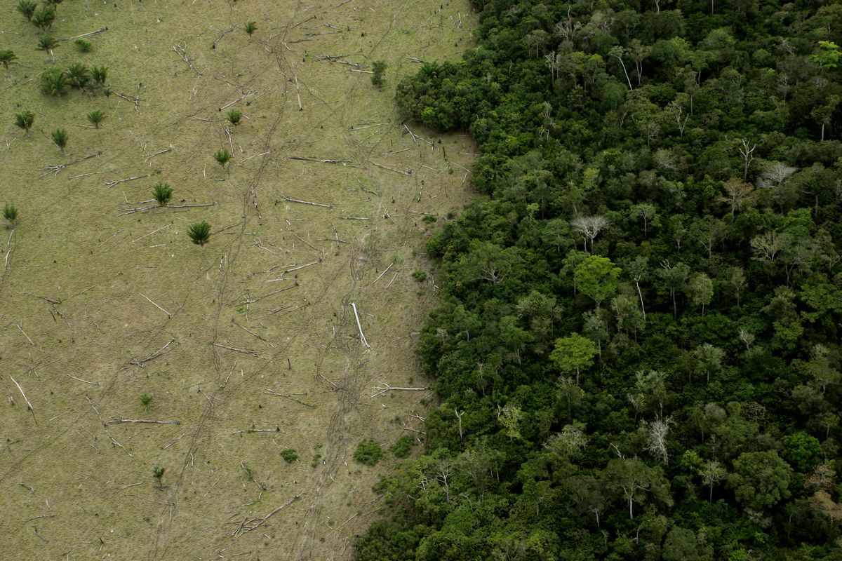 An aerial view of thick forest cover side-by-side with a deforested patch of land.