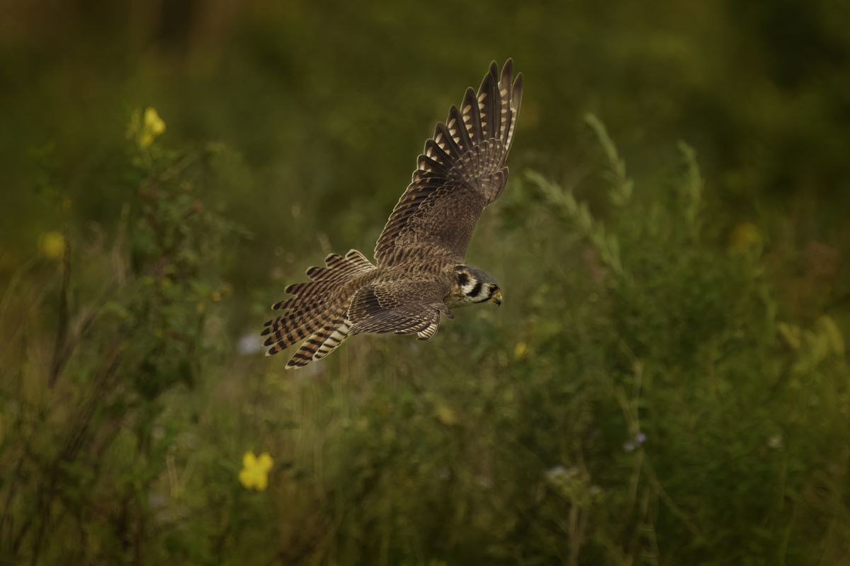 A brown bird of prey swoops over tall grasses. 