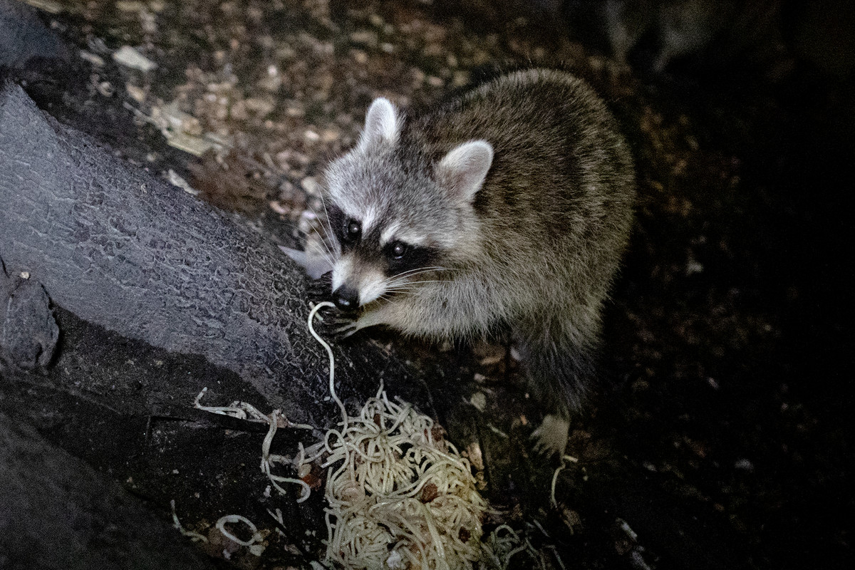 A raccoon climbing a tree to get at noodles.
