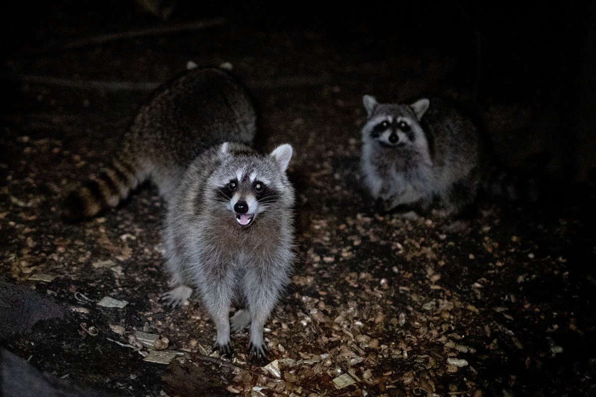 Two raccoons look at the camera from the dark, their eyes lit up with the lens. 