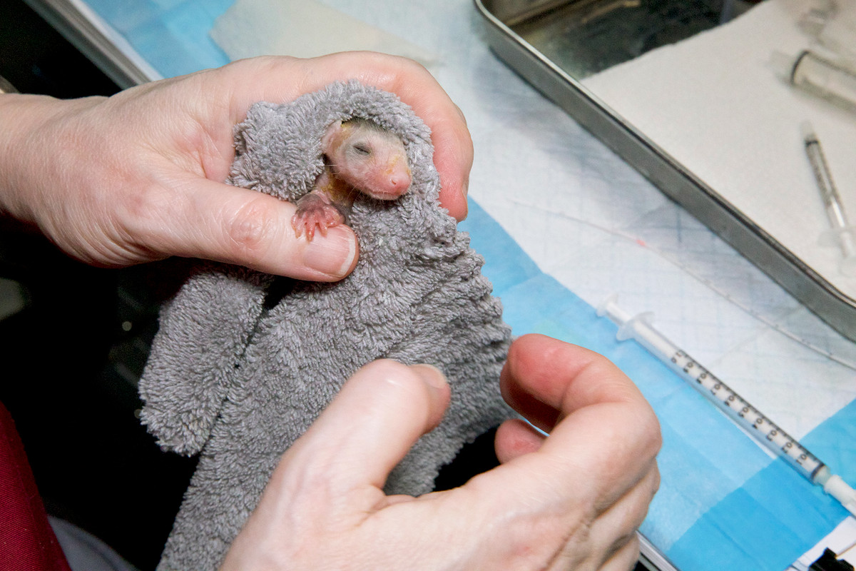 A baby opossum in a furry blanket.
