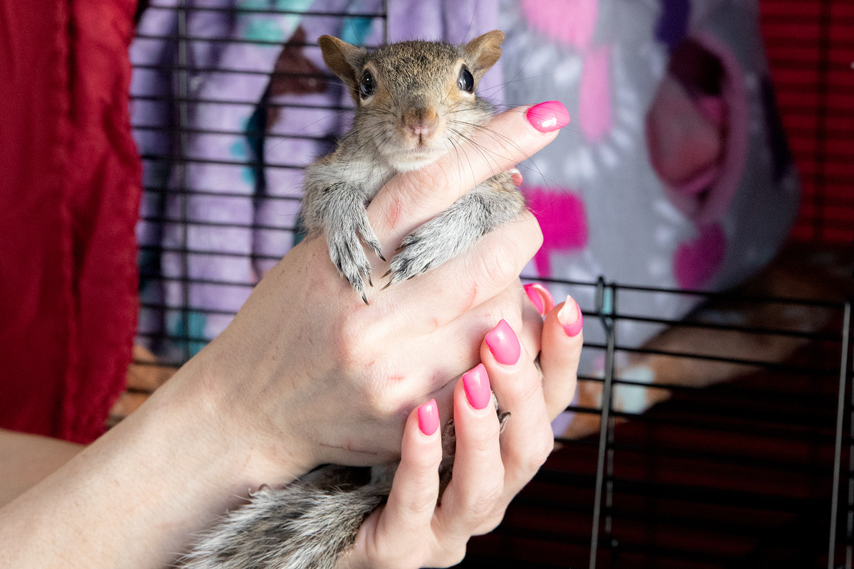 A squirrel looks brightly into the camera, held in two hands in front of an animal cage.