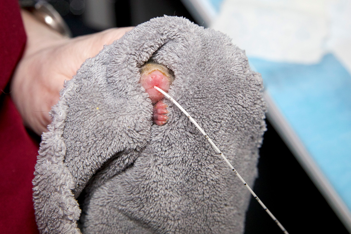 A baby opossum in a fuzzy blanket receiving food through a thin tube.