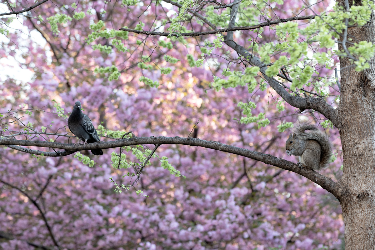 A pigeon and a squirrel sitting on a tree branch with pink tree blossoms in the background.