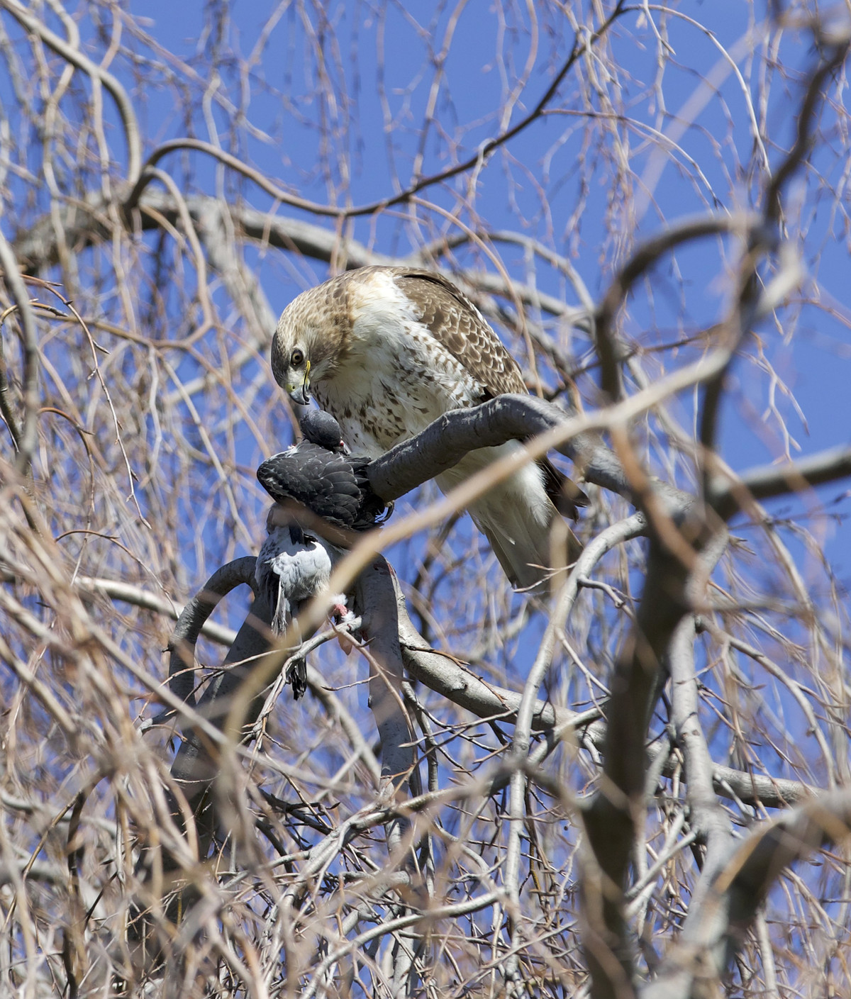 A hawk perched in a tangle of branches in a tree eats from a dead pigeon held in its talons.