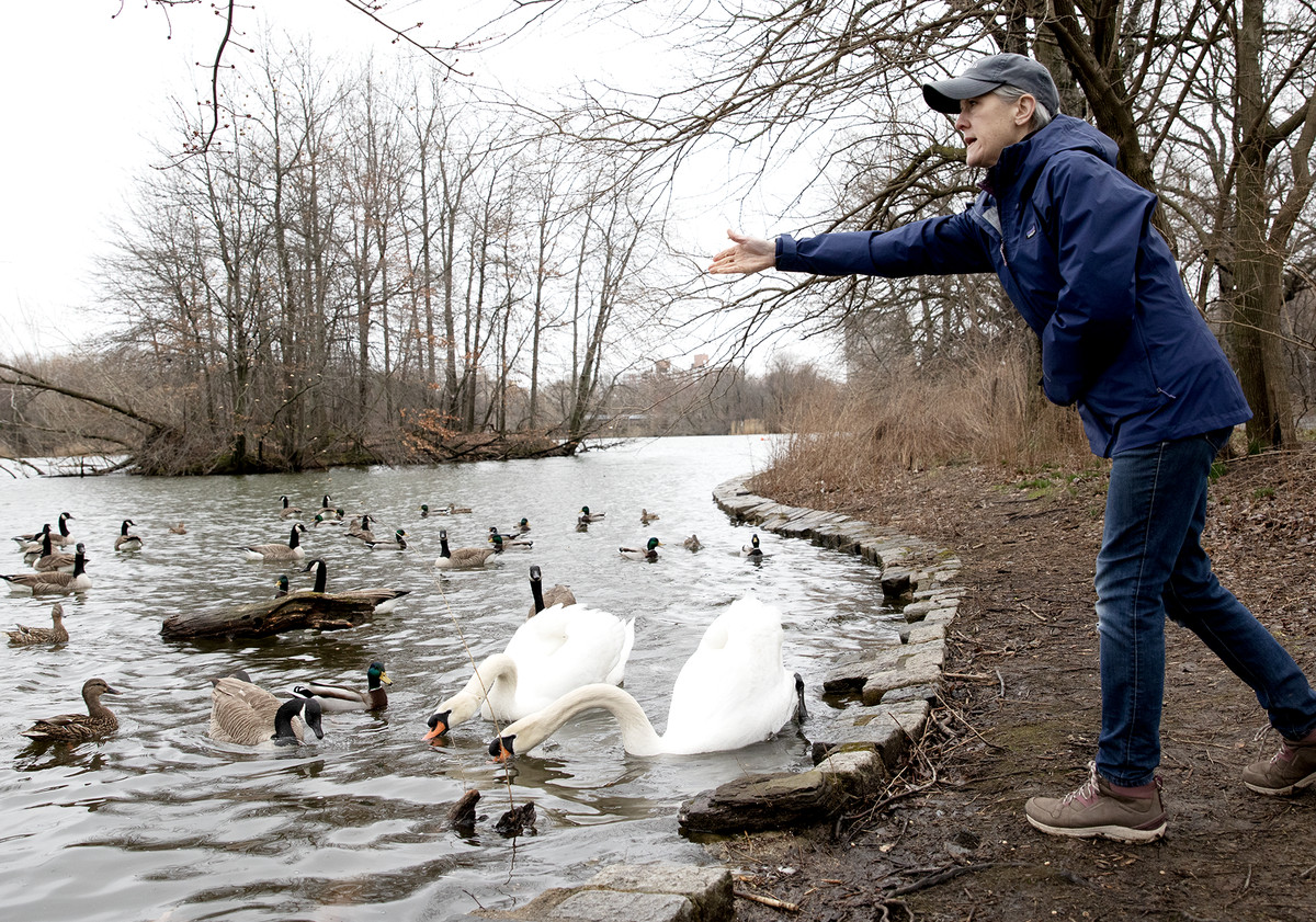 A woman in a blue hat and coat throws food over the water of a small pond, where swans, ducks, and geese gather.