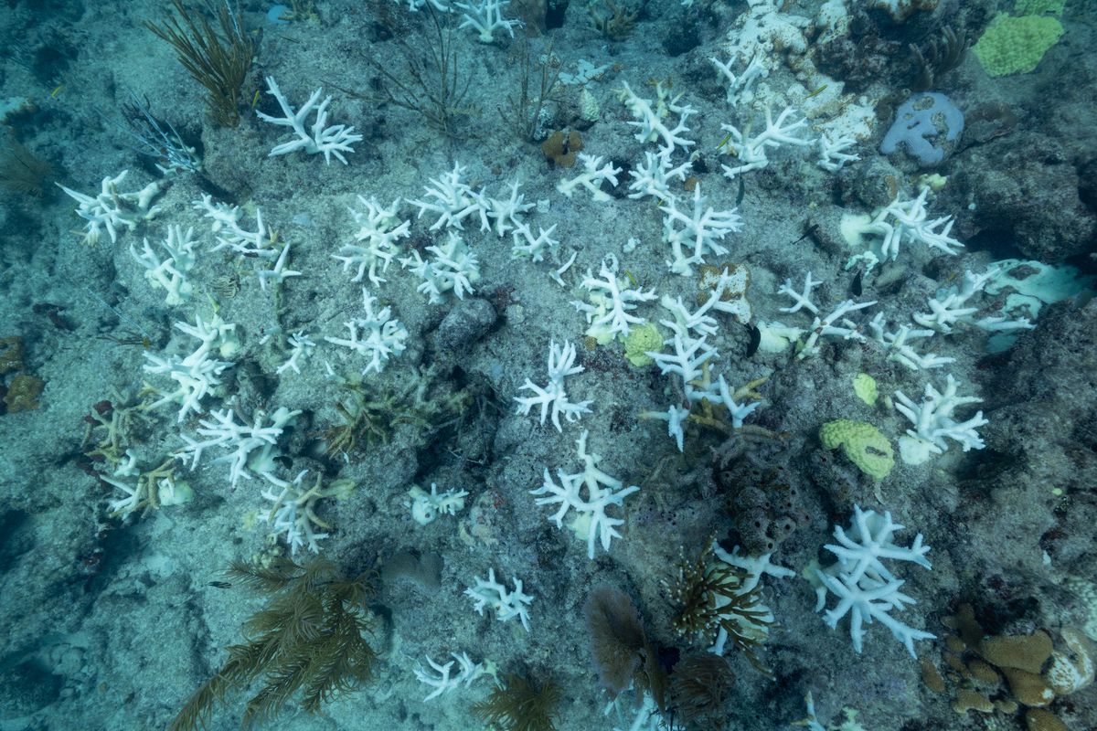 From above, a group of bleached pieces of staghorn coral looks like a boneyard.