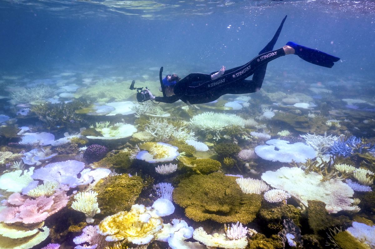 A person wearing a snorkel, black wet suit, and flippers, swims above a coral reef while filming with an underwater camera.