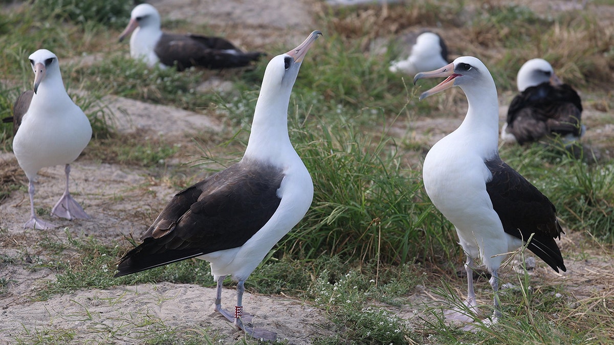 Wisdom the Laysan albatross courting