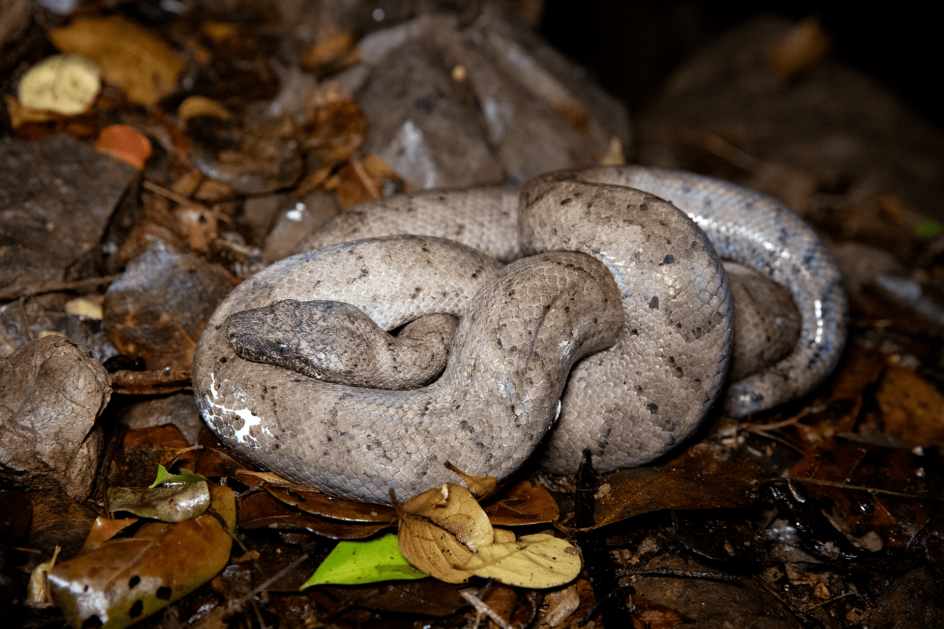 A Puerto Rican boa inside a cave. These native species are federally endangered and endemic, meaning they’re found only in Puerto Rico.