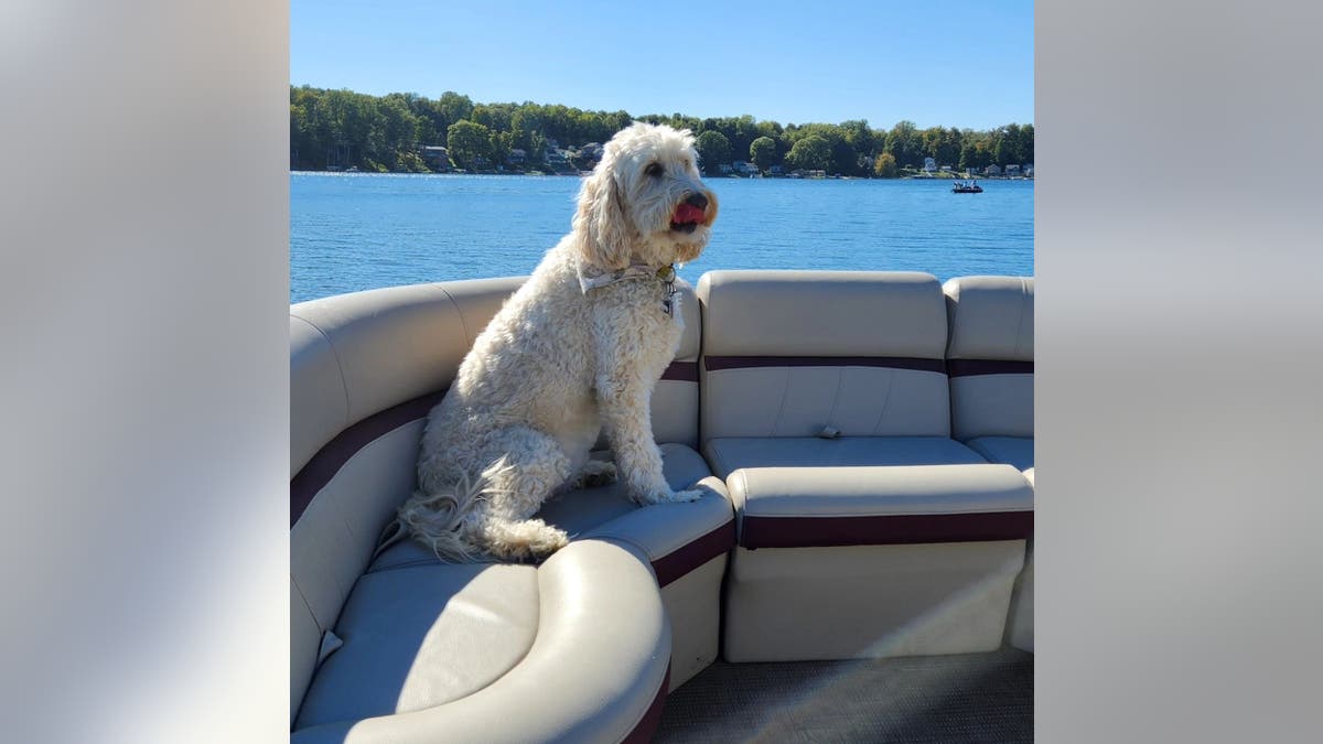 Gerry Turner's dog on a boat