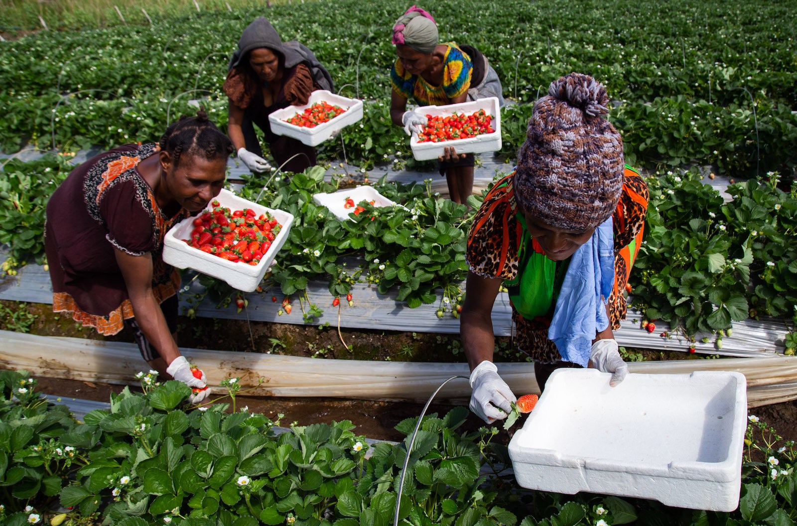 Women pick strawberries in a highland field in Enga Province, Papua New Guinea, in December 2019. 