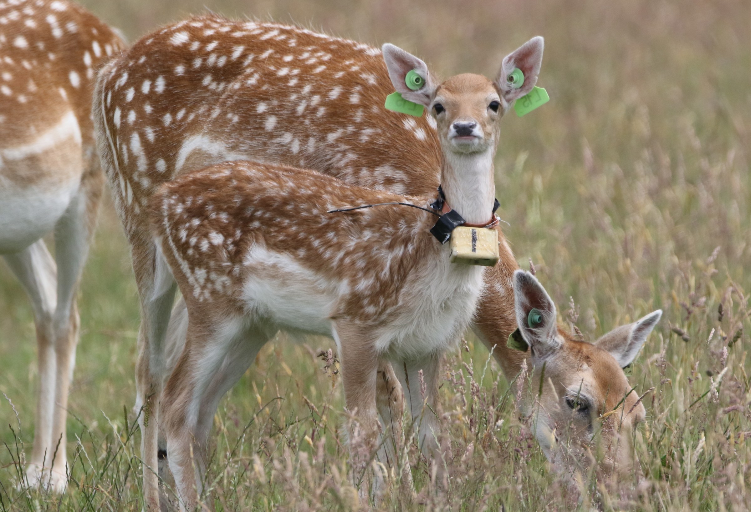 A baby fallow deer with a collar around its neck that's fitted with an accelerometer. Data from the accelerometer can be used to track sleep.