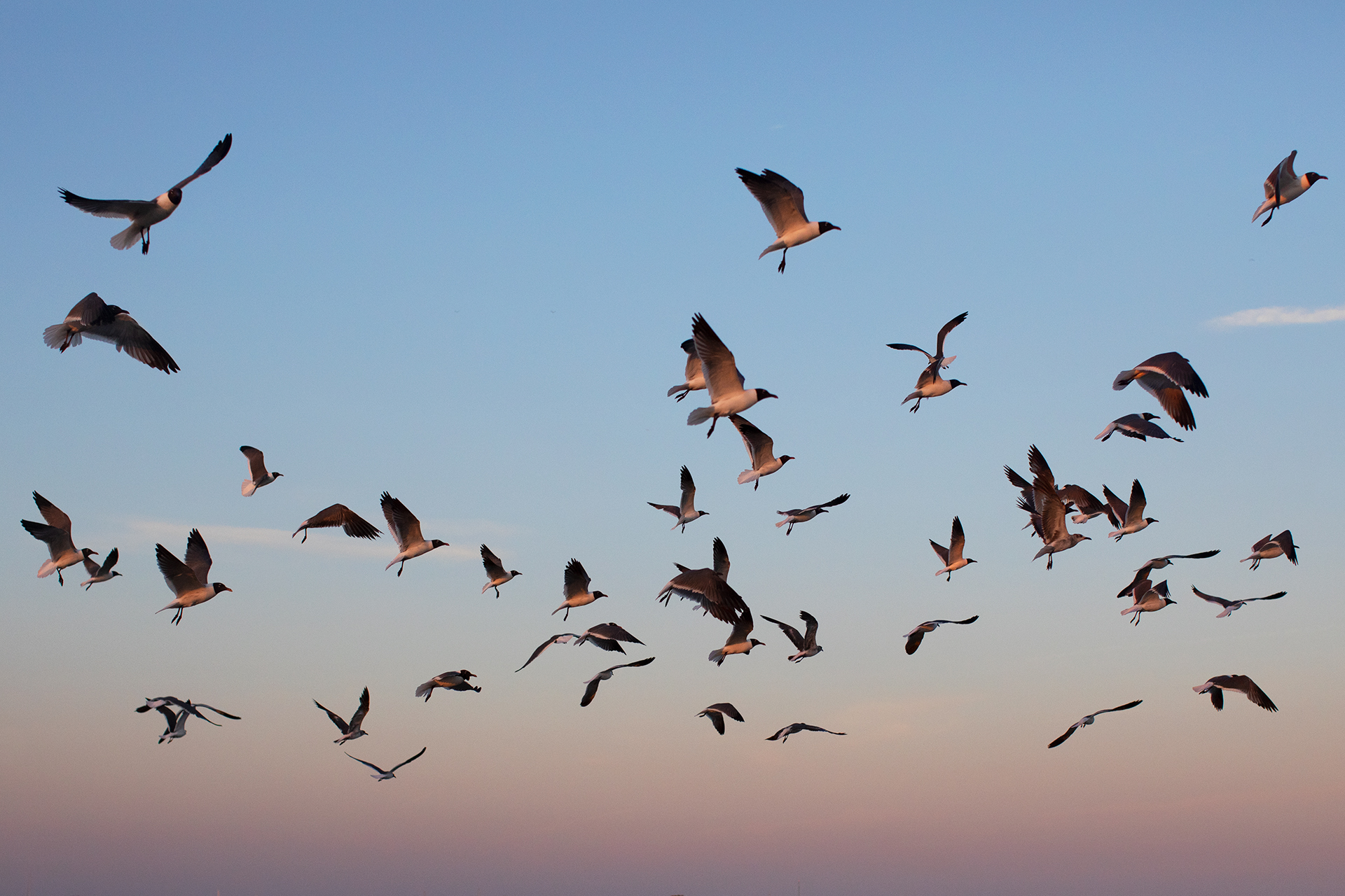 A flock of laughing gulls fly over Plumb Beach.