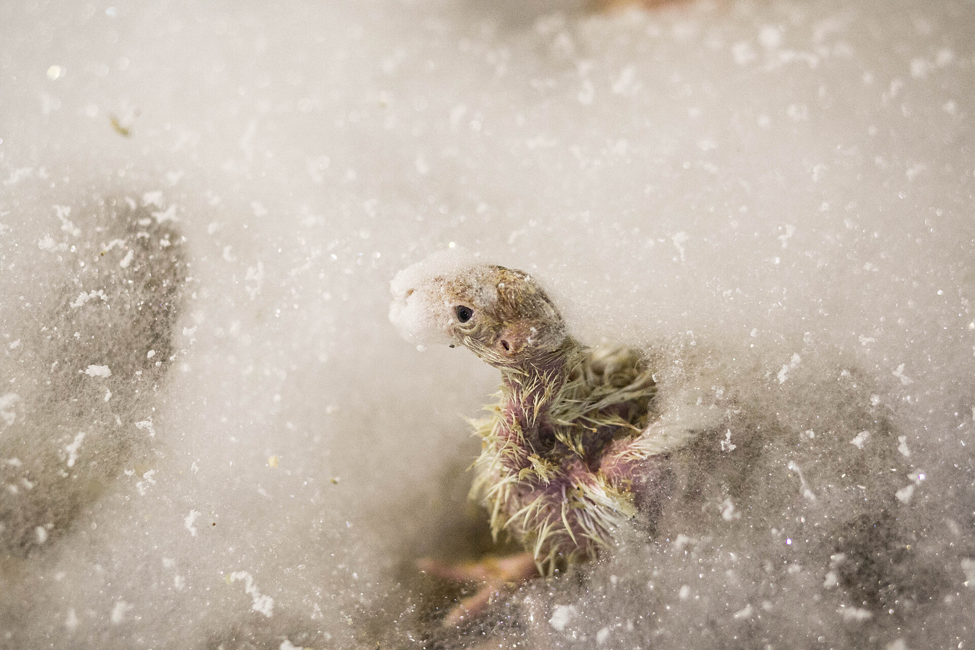 A young turkey on a farm in Israel is sprayed with firefighting foam to kill the flock during a 2016 bird flu outbreak in the country.