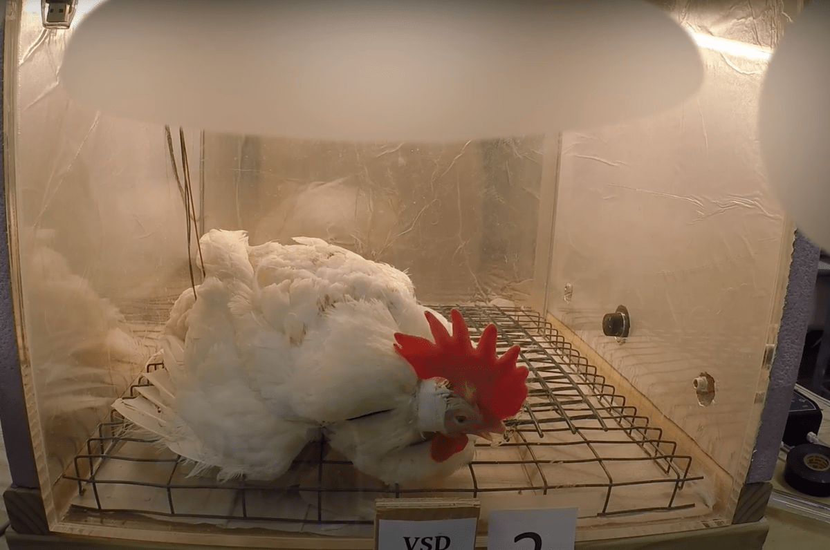 A hen is seen inside a glass cage and hooked up to electrodes. She appears collapsed on her side and panting. 