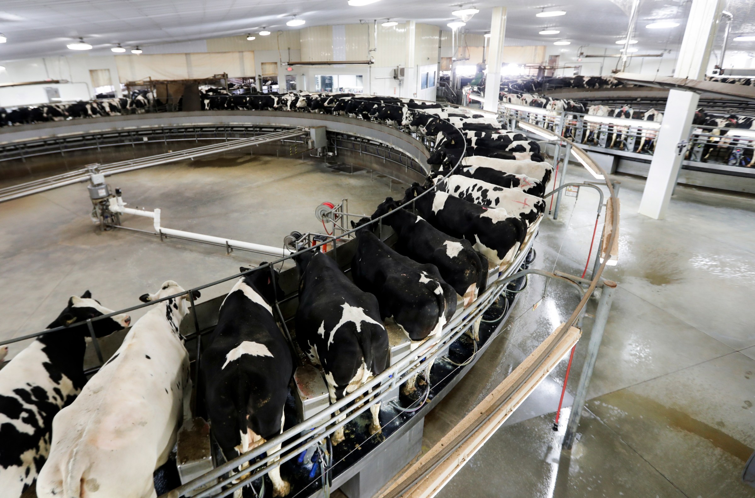 Dairy cows are lined up in a metal circular indoor "milking parlor," where they're each milked by machines.