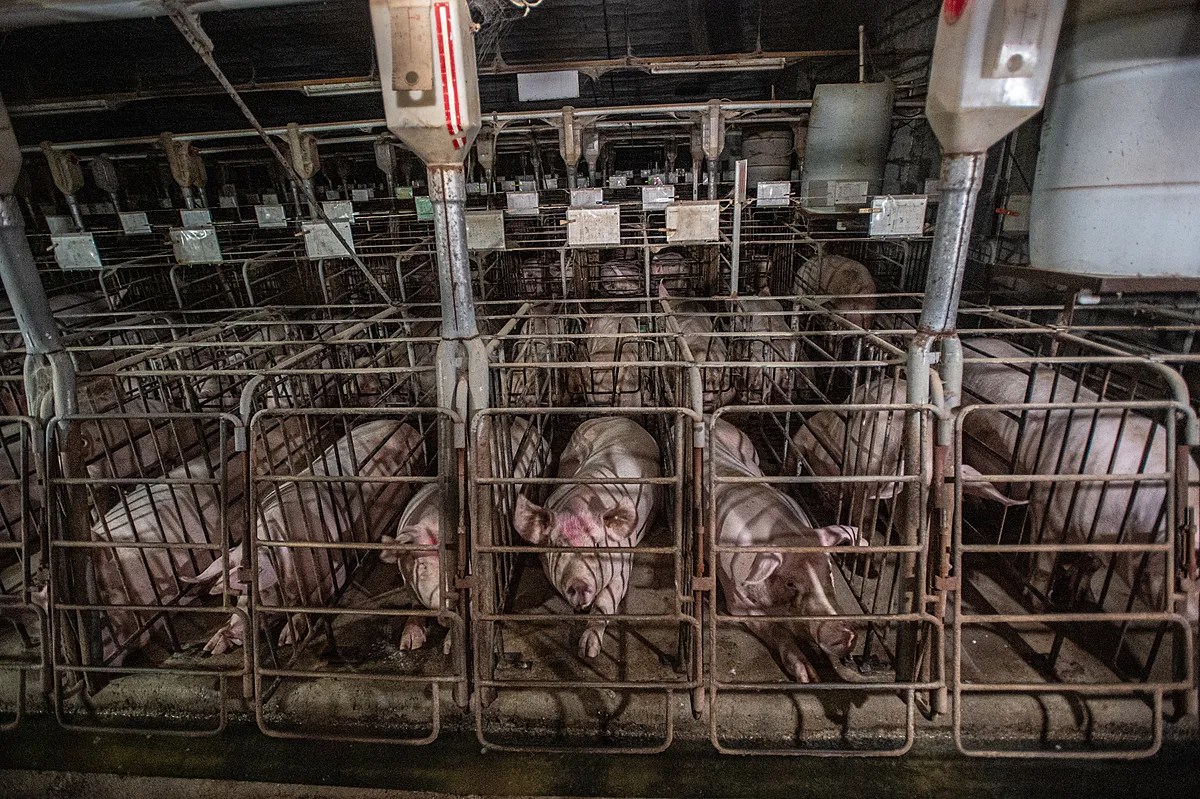 View of many individual pigs in many individual metal cages inside a dark industrial agricultural facility