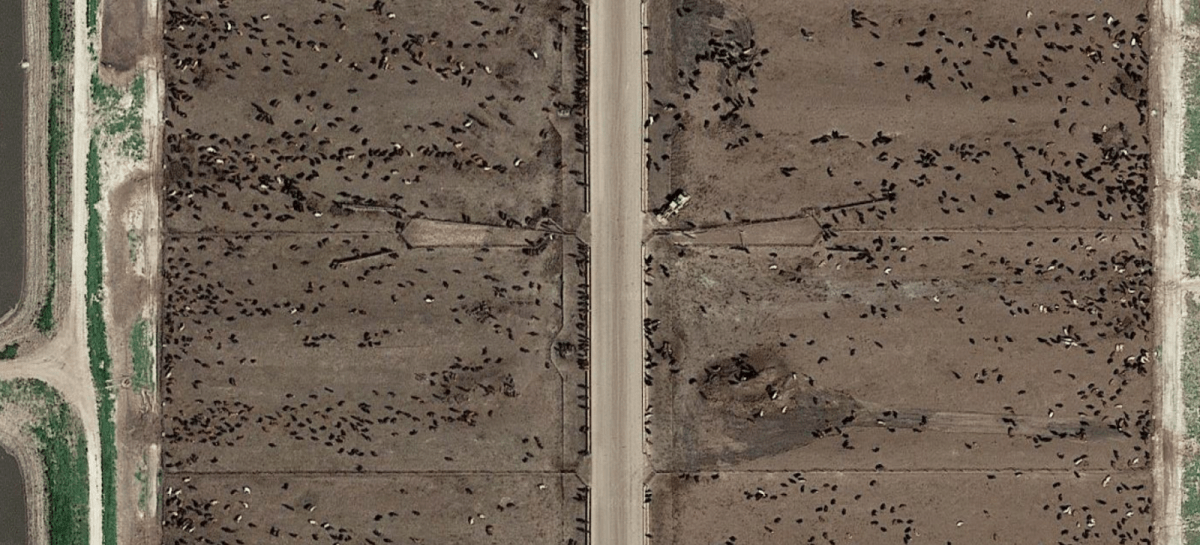 Aerial view of hundreds of cows concentrated in a feedlot.