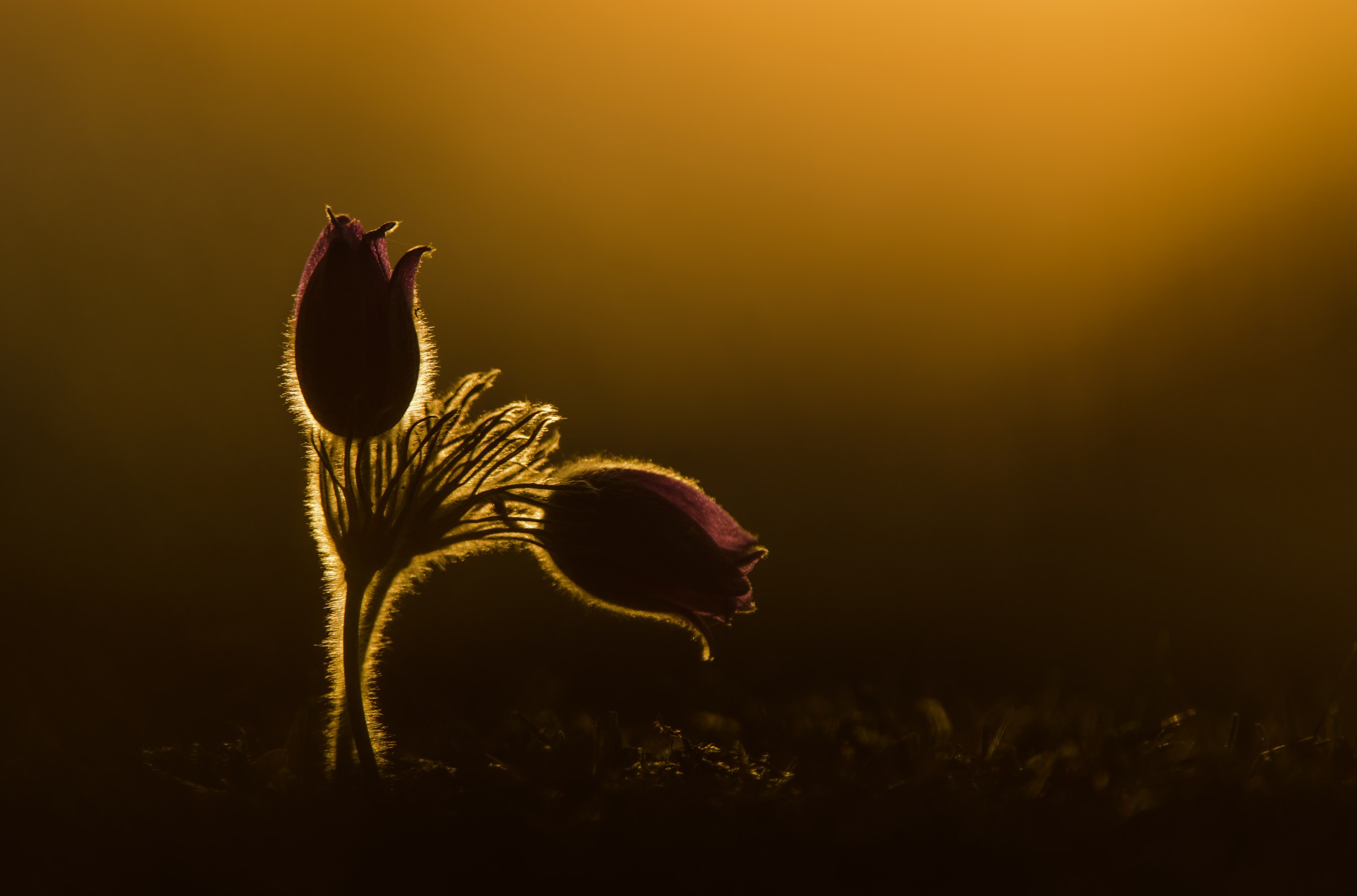 A small budding flower on a fuzzy stem, outlined by golden sunlight.