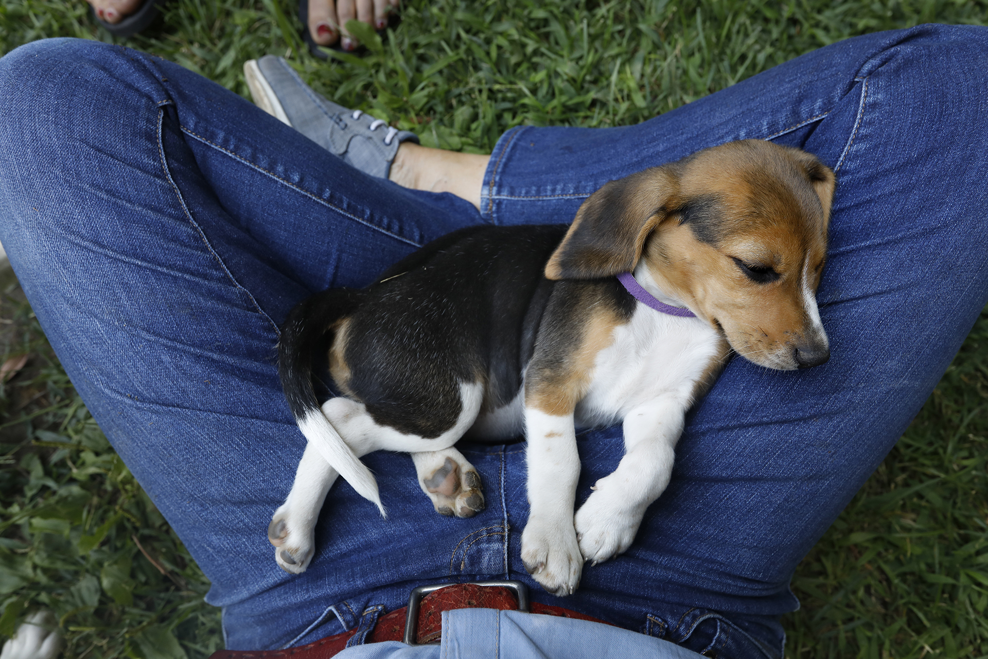 A beagle puppy lounges on a woman’s legs