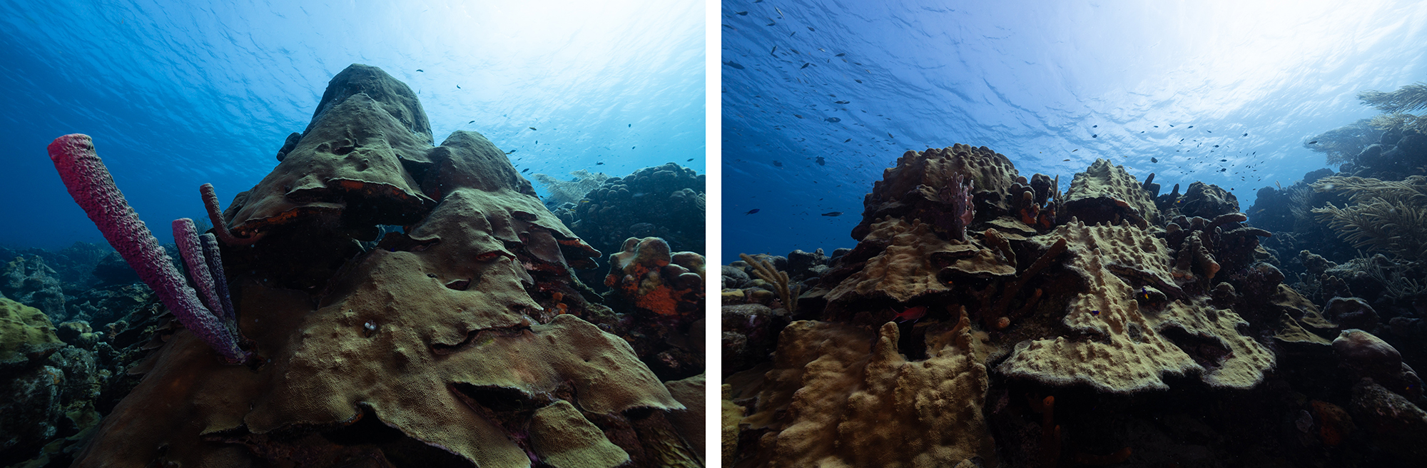 Underwater shots of brown coral reefs and blue ocean above them.