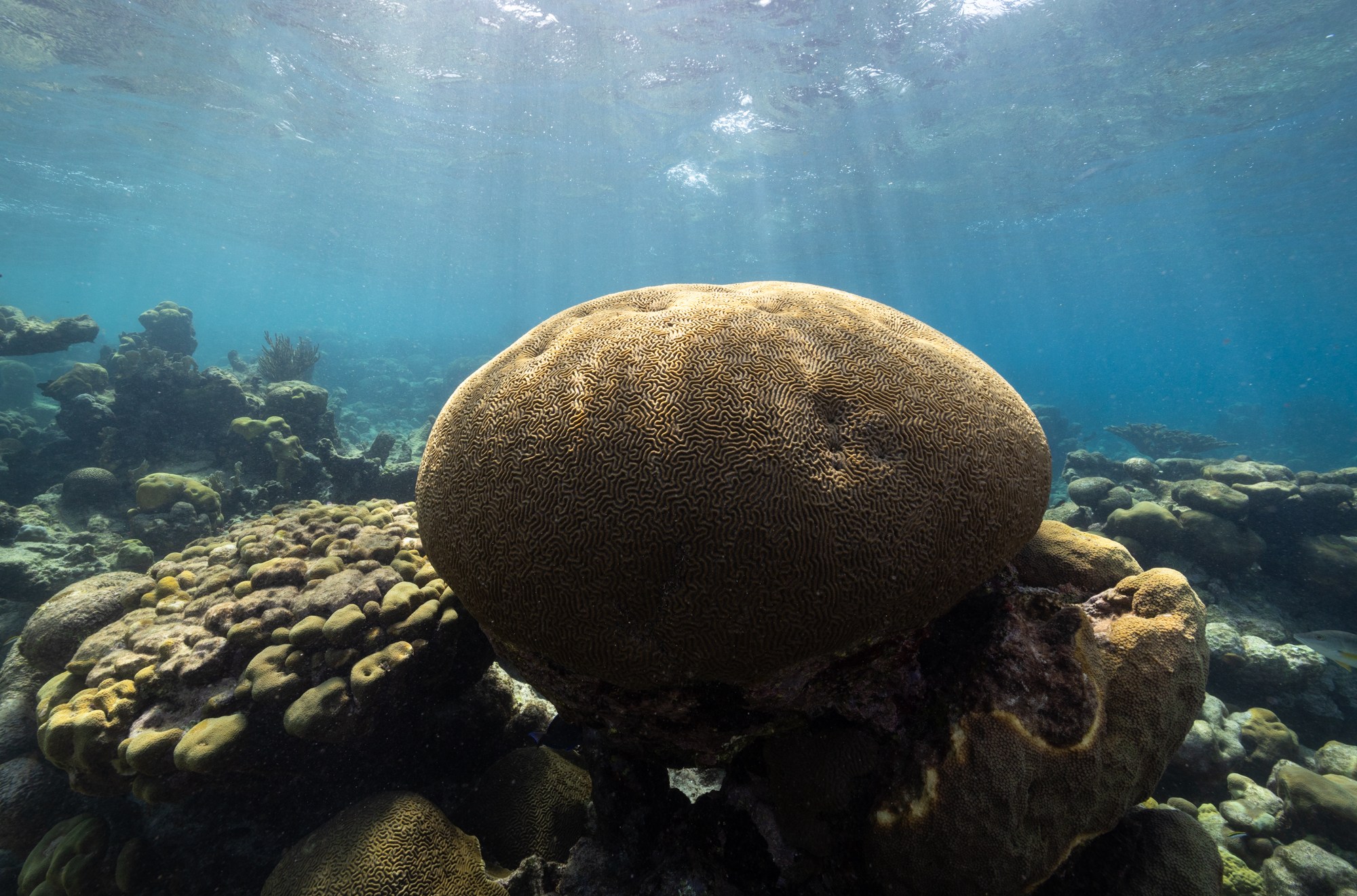 Large, egg-shaped coral in an underwater reefscape